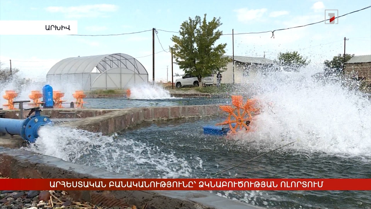 Արհեստական բանականությունը՝ ձկնաբուծության ոլորտում