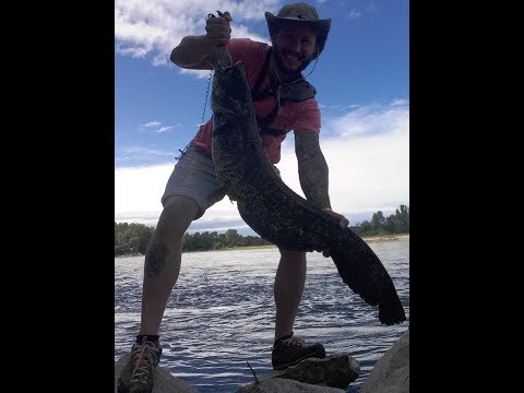 pesca spinning al siluro fiume Ticino -Ticino river