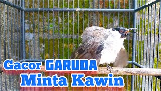 Download lagu Kutilang Jantan Gacor Over Birahi Minta Kawin mp3