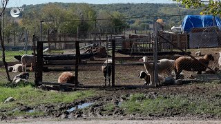 Потвърдиха случая на антракс в село Славяново, здравните власти на крак