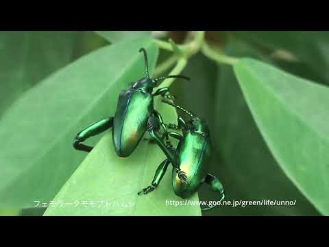 美しいマレーシアの甲虫