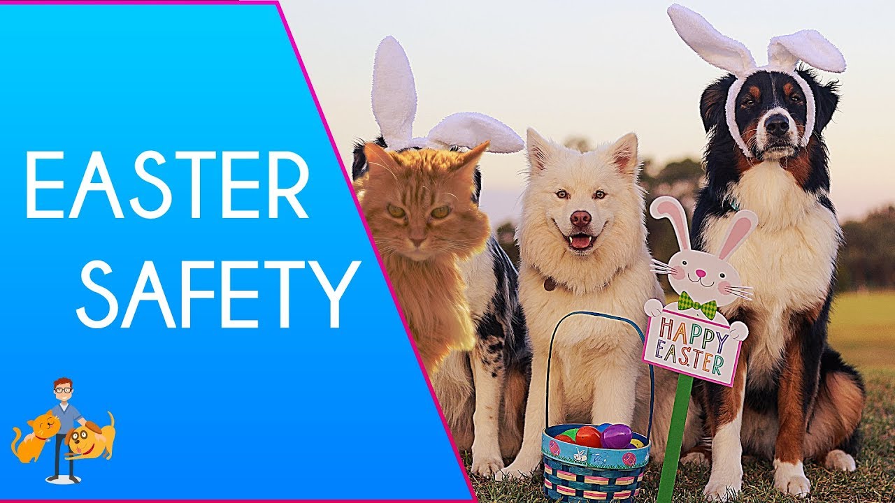 3 Simple Easter Pet Safety Tips: avoid an emergency