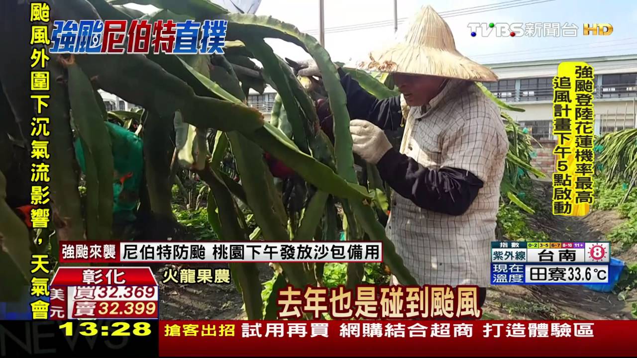 颱風將至！農民急搶收　婆媽大賣場搶菜