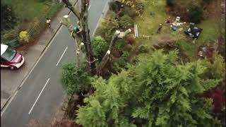 Album cover: Horse chestnut tree fell (Twickenham)