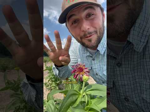 5 tips to grow better zinnias #flowers #flowerfarm #flowergarden  #gardening