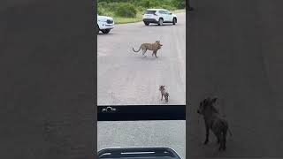 Download lagu leopard attack on baby wild boar #leopard #wildlife #wildboar #attack #viral #animal mp3