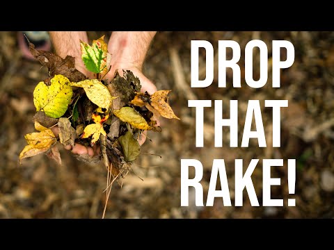 Drop that Rake! Save time and money by leaving your leaves!