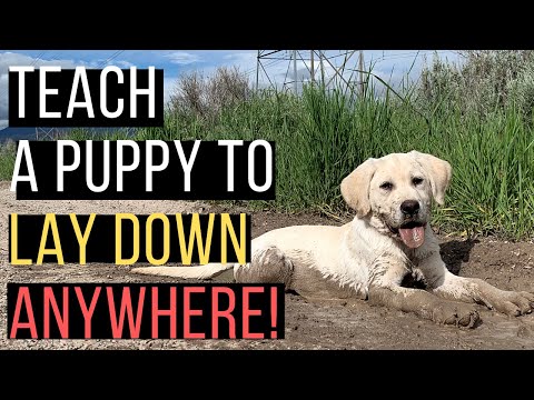 How to Teach Any Puppy to LAY DOWN