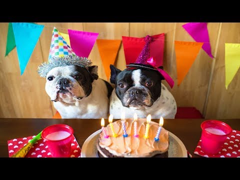 DIY: 3 Ways to Throw the Best Dog Birthday Party Ever