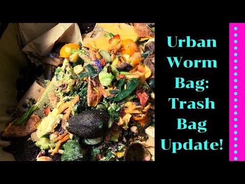 Urban Worm Bag "Trash Bag" Update & Return of the Beetles