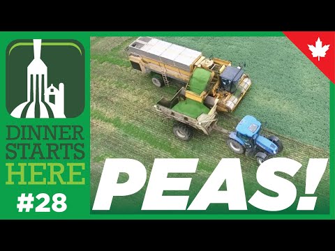, title : 'Growing & Harvesting Peas for Freezing - Farm 28 - Dinner Starts Here'