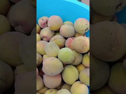 está fue la cosecha de duraznos gracias a Dios 🍑🍑🤤😋🤤😇🙏🍓🍓🍓🍓🍓🍓😇