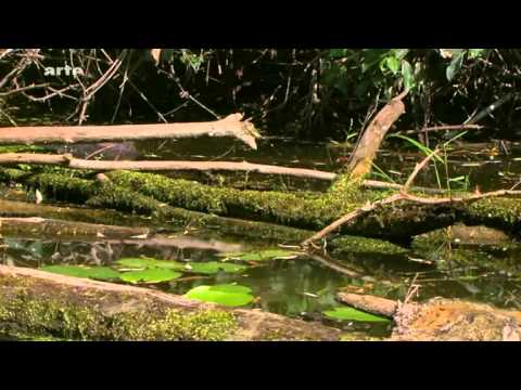 Libellen - Doku 2010