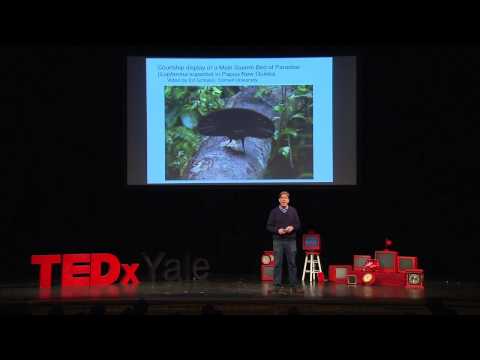 The Evolution of Beauty: Richard Prum at TEDxYale