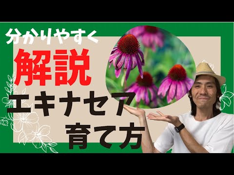 エキナセアを鉢や庭で育てるにはどうすればよいですか？ – 初心者の庭師へのアドバイス  庭園