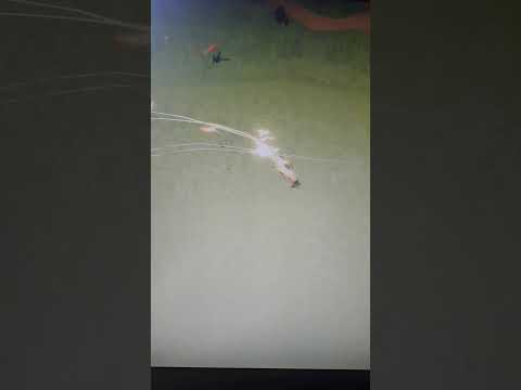 dark peasant vs super peasant