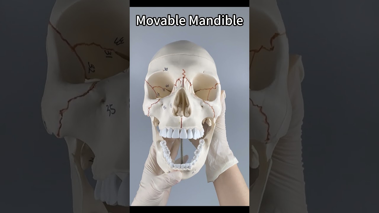 Life Size Labeled Human Skull Model with Downloadable PDF Guide