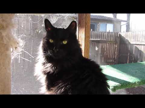 Prince, an adopted Domestic Long Hair & Himalayan Mix in Prescott, AZ_image-1