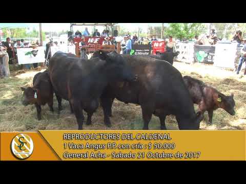 21-10-17 Venta de Vacas Angus P.P. - Reproductores del Caldenal - General Acha.