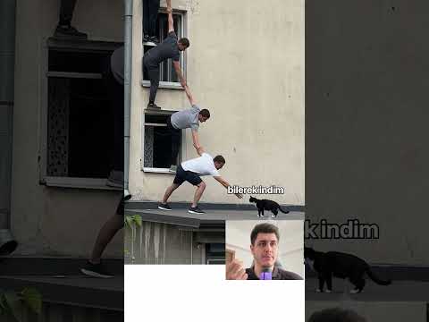 İnsanlar mı daha zeki kedi mi? 😂