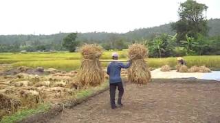 preview picture of video 'Kun Yuam - Récolte du riz - Séchage des bottes de riz'