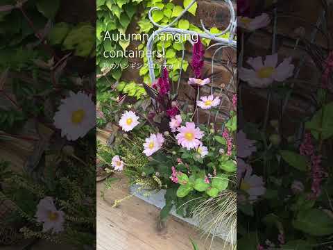 園芸 日本産アンジェリカの木、アラリー