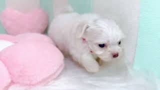 ハーフ犬の動画01