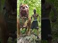 Biggest Pitbull in this World 🥵🔥 || Aggressive Pitbull Hulk Huge Size Pitbull Dog 😱 #shorts