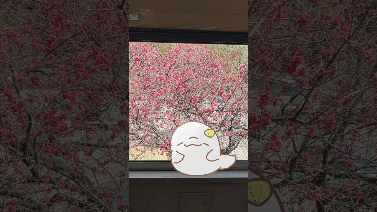 最近疲れてる人へしろいるかと電車旅にいこ！！！