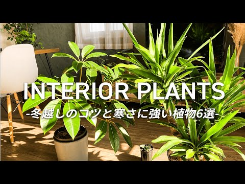 凍ったバナナの木、どうすればいいですか？切ったほうがいいでしょうか？植物を守り、冬を乗り切るためのヒント  庭園