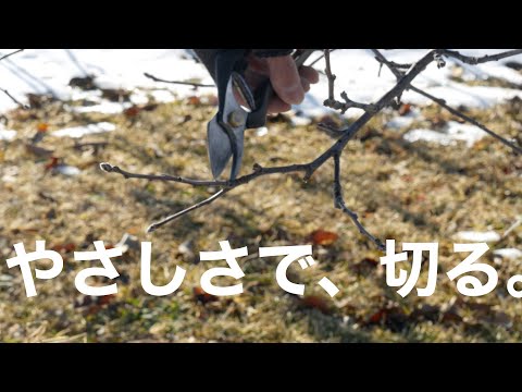 独自のリンゴリングの作成: オプションの概要 植物