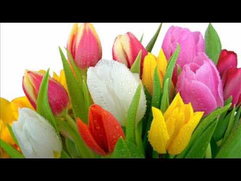 Eszeveszett Coronita 2012