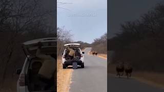 Quando a natureza não perdoa erros parte 2 #curiosidades #bichos #animais