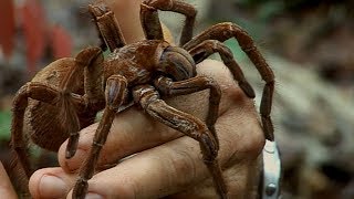 Download lagu Holding a Wild Goliath Tarantula | Deadly 60 | BBC Earth Explore mp3