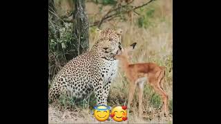 Leopard also  have heart  cute story  animal  life