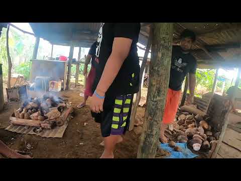 Preparing a Samoan umu pt3 |Tiavea Samoa|🇼🇸