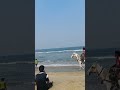 Marina Beach In Chennai Sea Waves Beach Water Ocean Blue Nature Life Seafood