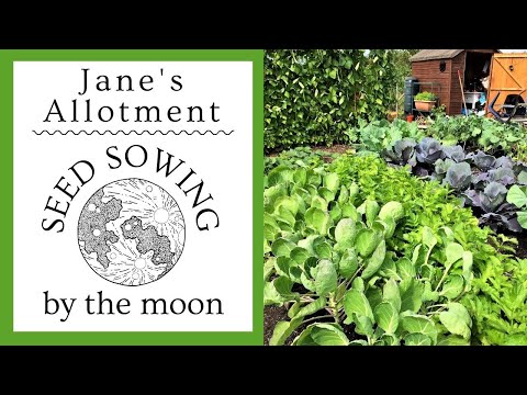 SEED SOWING BY THE MOON - all about waxing, waning and seeds!