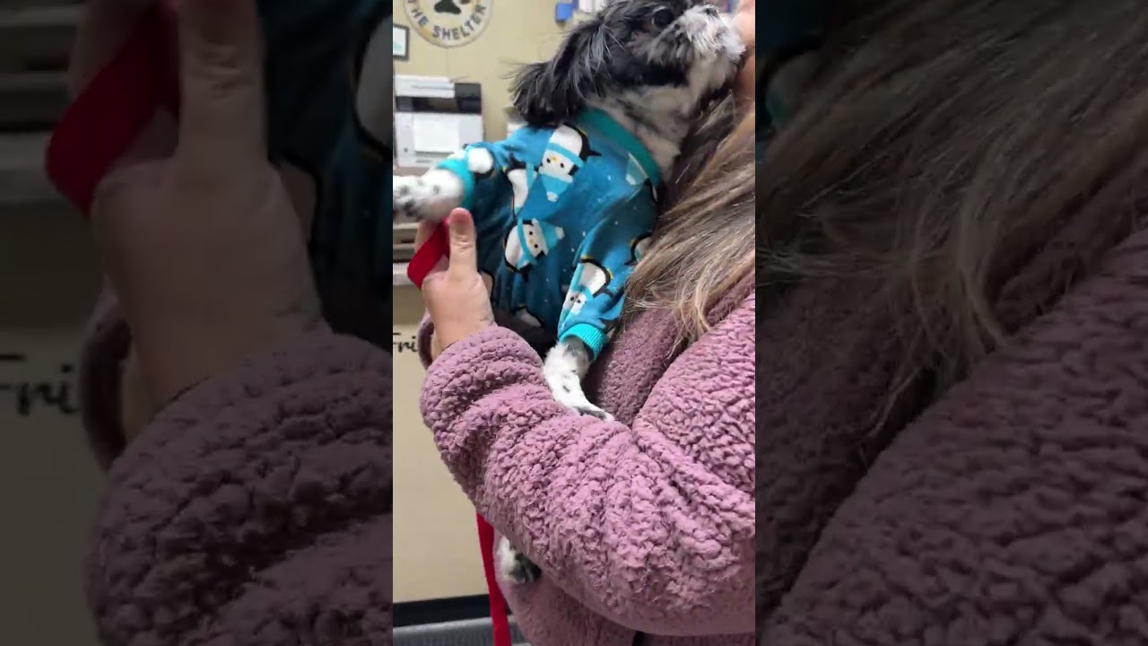 This is SUGAR -Male Shihtzu Puppy, APPLICATIONS ONLY PLS - Thank You, an adopted Shih Tzu in Clifton, NJ video 6/6