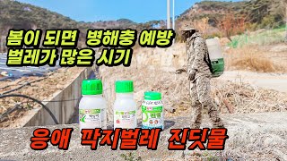 【지금 벌레들이 많은 시기】 동백 벚나무 지금 꼭 살충제 방제(응애, 깍지벌레, 진딧물, 선녀벌레) 