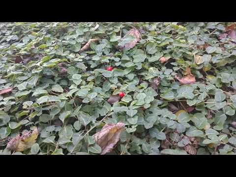 Partridgeberry (Mitchella repens)