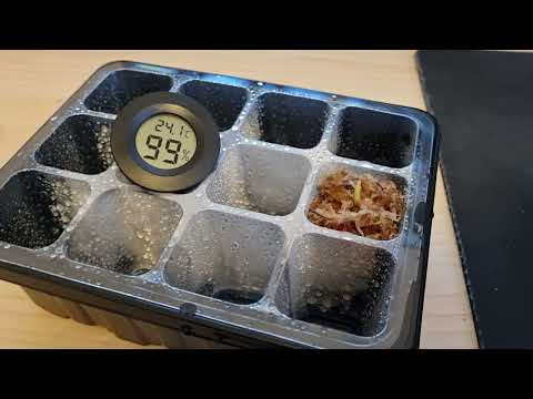 Alocasia Macrorrhiza Variegata Rhizome bereits ausgetrieben..