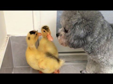 Ausgesetzter Hund Wollte Nicht Fressen… Bis Diese Zwei Auftauchten!