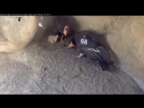 Family Time At The California Condor Nest – April 28, 2021