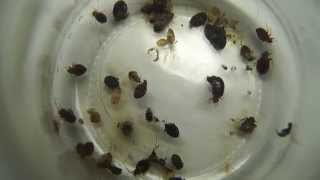 Chinches de cama y sus ninfas captadas con lente macro