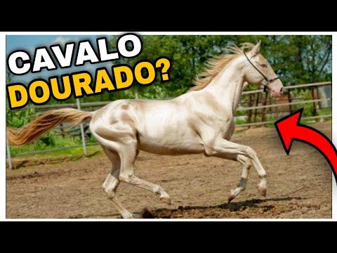 , title : '7 Raças De Cavalos Mais Curiosas Do Mundo'