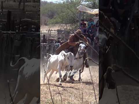 Vaqueiro puxou o boi #romariofeitosa #pegadeboinomato
