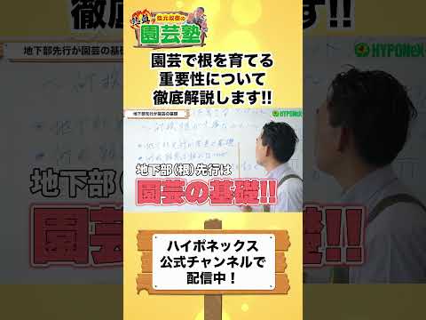 なぜ庭でランナーインゲンを栽培するのでしょうか？この食用および観賞用の植物についてすべてを知る  庭園