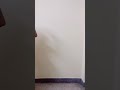 Chandramukhi New Version Tiktok Video