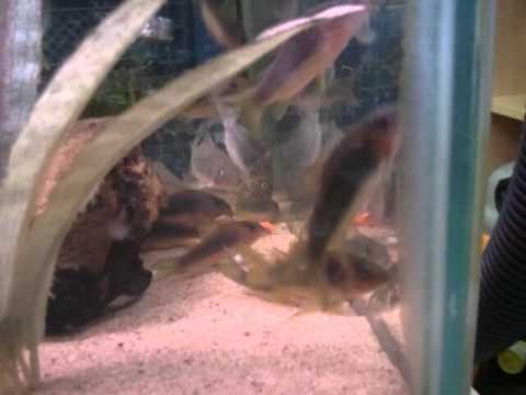 Catfish Tank - New Arrivals Wild Corydoras melanotaenia from Columbia